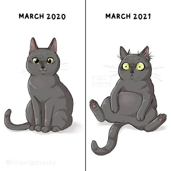 40. COVID weight gain even in cats
