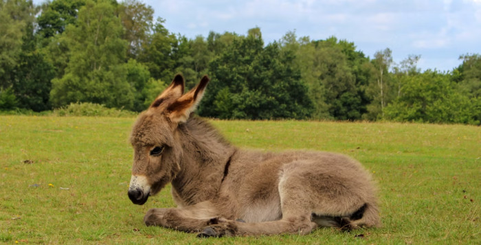 Miniature Donkeys