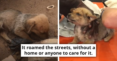 Distressed Abandoned Puppy Bursts Into Tears When A Stranger Gives It Bread to Eat