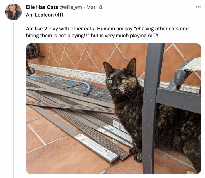 This cat apparently has a different love language