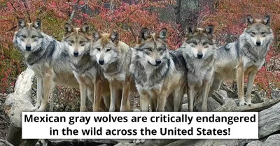Wolf Family Posing Majestically At The Wolf Conservation Center In New York