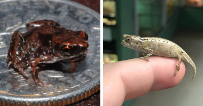 Meet The Tiny Animals That Prove Size Isn’t Everything In Nature