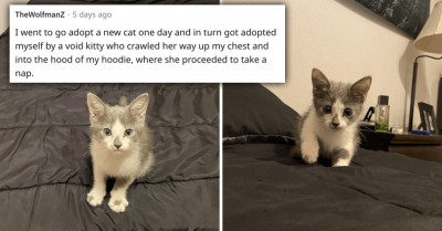 Man Is Left With No Choice But To Adopt A Kitty After He Found It Under His Car Hood
