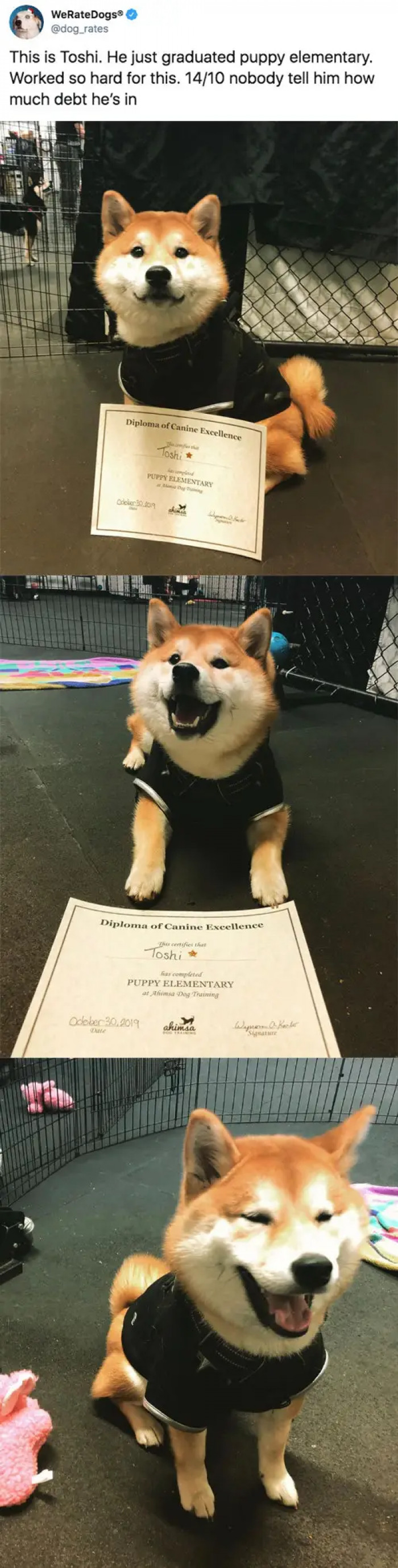 2. The Shiba is so proud to present his diploma.