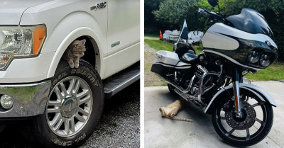54 Adorable Photos Of Cats Treating Cars Like Their Personal Playgrounds