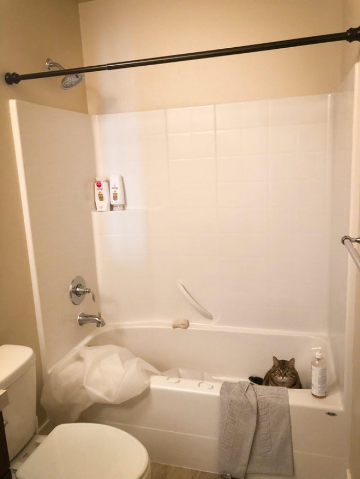 "What do you mean by 'what did you do'? The shower curtains were like this already!"