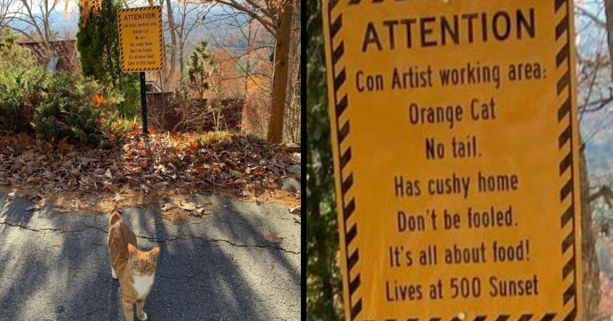 Users Created A Thread Dedicated To Hooligan Cats Who Have Their Own Warning Signs So That Other Humans Can Stop Their Mischief