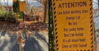 Users Created A Thread Dedicated To Hooligan Cats Who Have Their Own Warning Signs So That Other Humans Can Stop Their Mischief