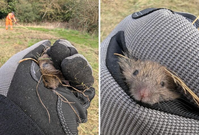 "Saved Some Field Voles"