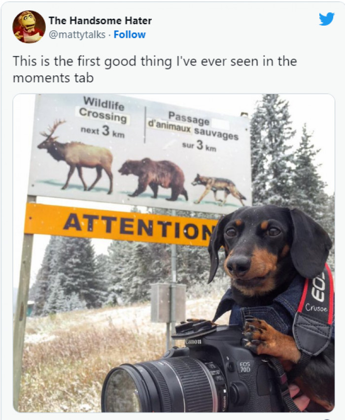 9. Wildlife photographer: