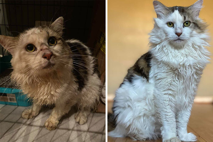 4. "The first 2 pics are from when he was brought into Perth Rescue Angels—cold, wet, scared, and starving—about a year ago. The 3rd was his adoption profile photo. I brought him home just over a month ago. His name is Daryl, and I would fling myself into the sun for him."
