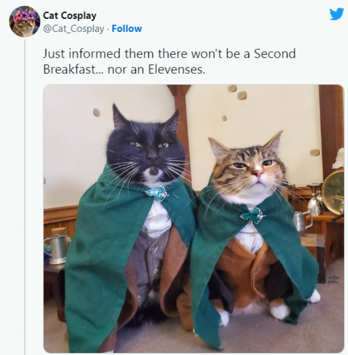 7. However, don't skip lunch or afternoon tea; otherwise, your furry friends will ruin your hobbit home.