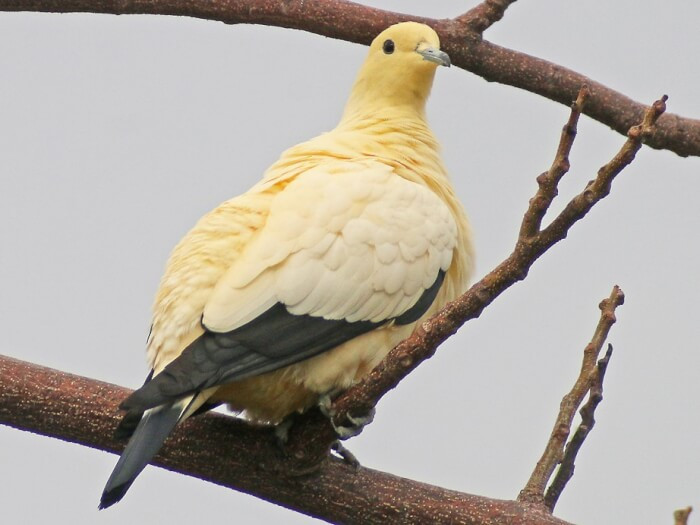 16. The Pied Imperial Pigeon breed