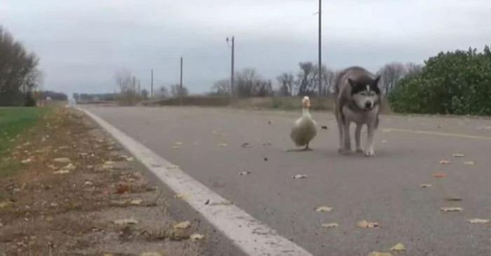 Max, a malamute, was left alone after the loss of his husky companion, Sasha. However, a ray of hope appeared when the owner brought home some newborn ducklings. From that moment on, Max and Quackers were inseparable.