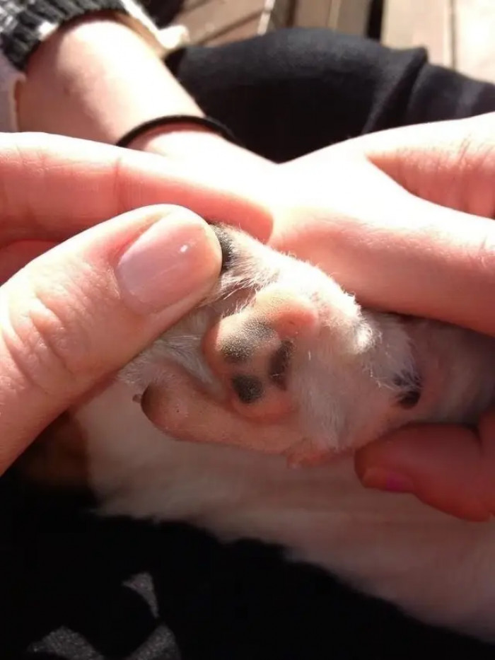 14. Can’t Have Too Many Paws