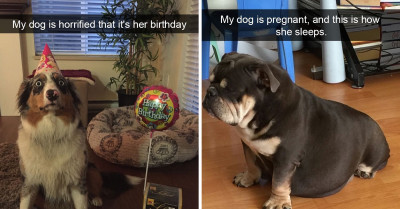 16 Adorable Pictures Of Dogs Giving Out Pawsitive Energy And Great Vibes