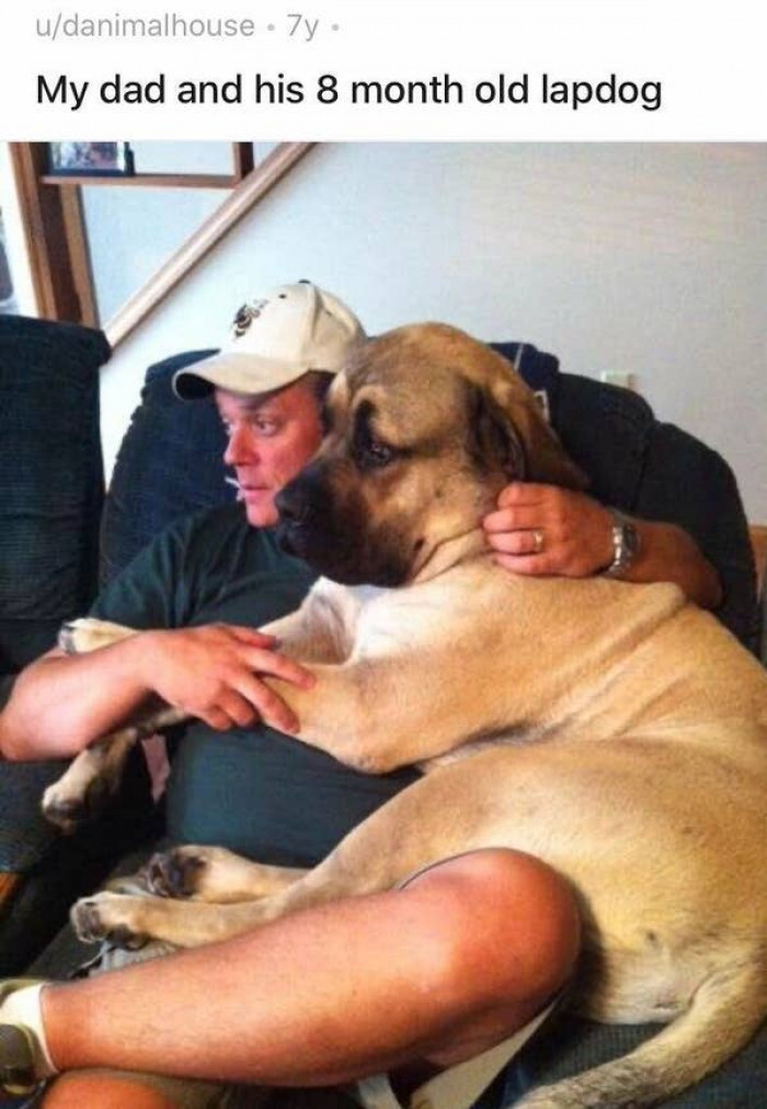 10. This is what an 8-month-old lapdog looks like: