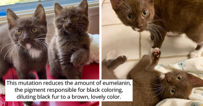 Indulge Your Passion For Cats With These Chocolatey Kittens