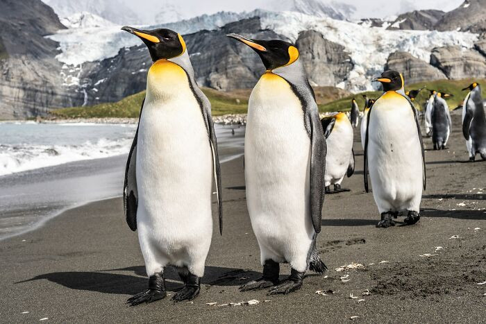 7. Emperor Penguins