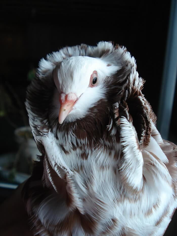 1. The Old Dutch Capuchin Pigeon Breed