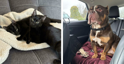 Rescued Animals Settling Into Their Forever Homes Is the Sweetest Thing You’ll See Today