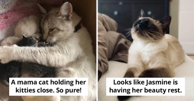 8 Cat Posts Shared By Folks Online To Bring Purrsitivity To Your Mundane Week