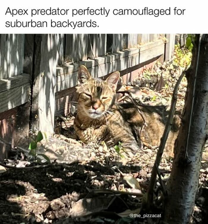 41. A perfect camouflage