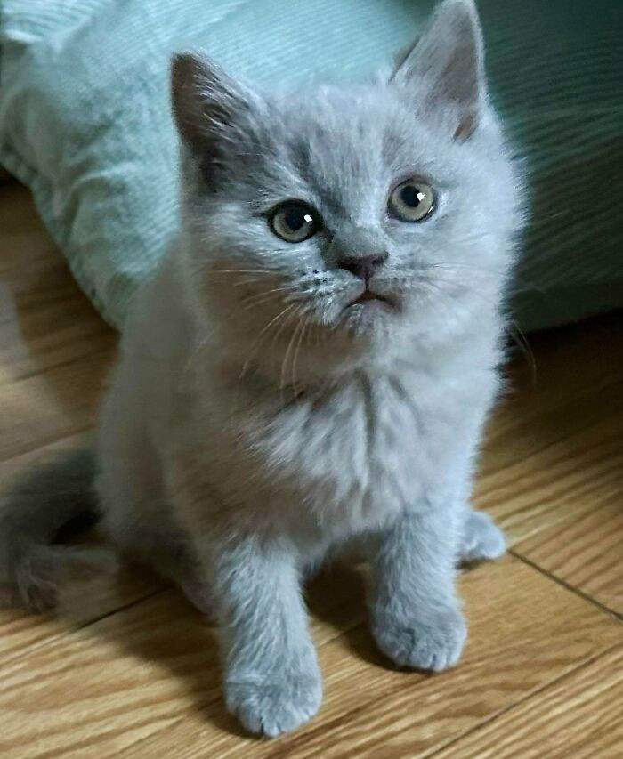 17. "Just Brought This Sweet Angel Home, Meet Charlie"