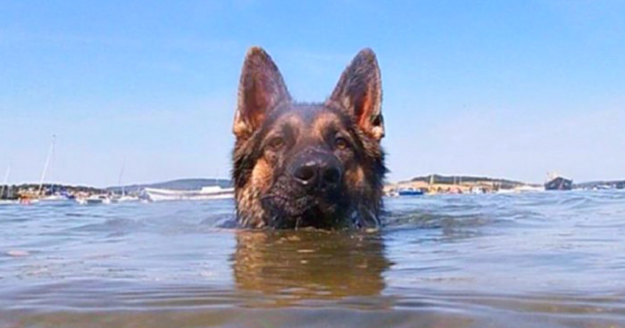 Everything happened because the dog owner lost control of the ship, and they entered the water as a result of the sudden movement