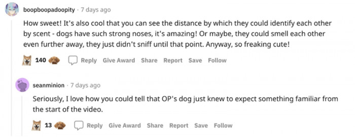 Dogs have such strong noses