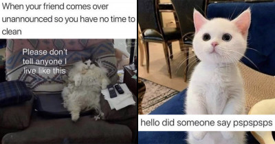 29 Cat Owners Revealed The Most Ridiculous Cat Memes That Are Just Too Funny And Relatable