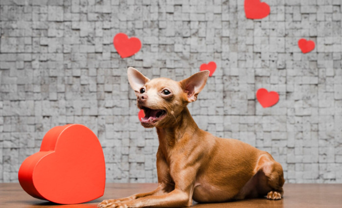 Unique Brown Dog Names