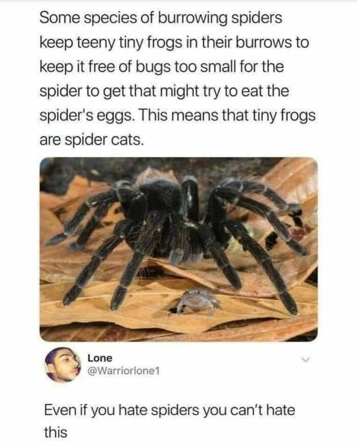 24. Burrowing spiders and their pet frogs