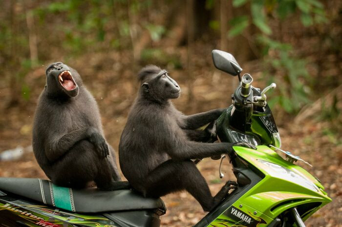 Monkey-Escape By Katy Laveck-Foster