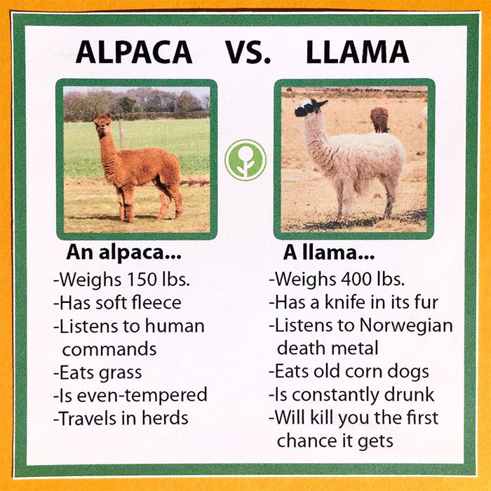 43. Alpaca vs. Llama