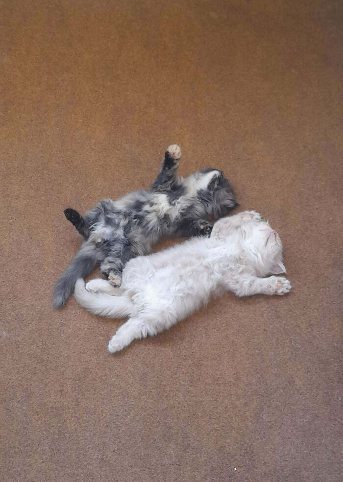 "Found Them Both Sleeping Like This In The Middle Of Summer"