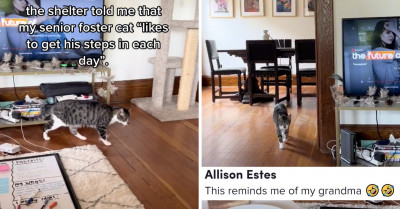Senior Cat Teaches Us The Importance Of Fitness By Getting His Steps Every Day