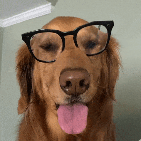 15. Golden Retrievers