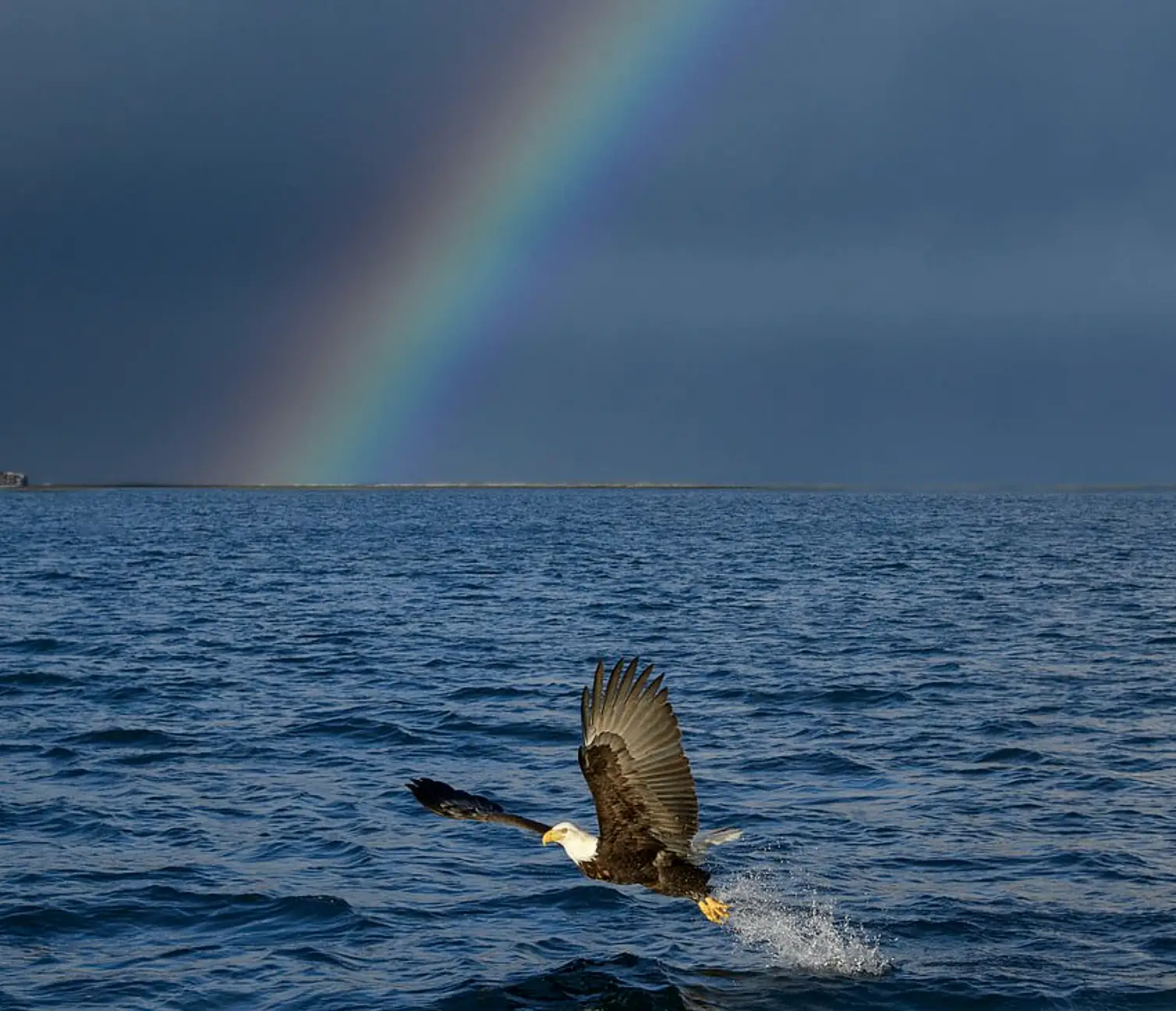 They can spot fish from a great height and grab them gently with their paws stretched out in front.