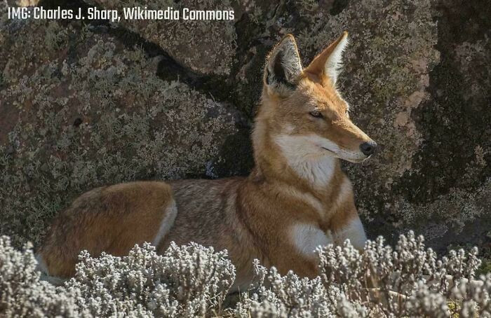 Meet the Ethiopian wolf, a striking and elusive species that stands among the world’s rarest wild canids and is considered one of Africa’s most endangered carnivores.