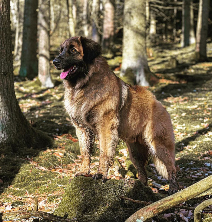 26. Leonberger