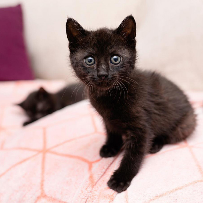 Sweet kitten with a mini tail, rescued and now playful at home