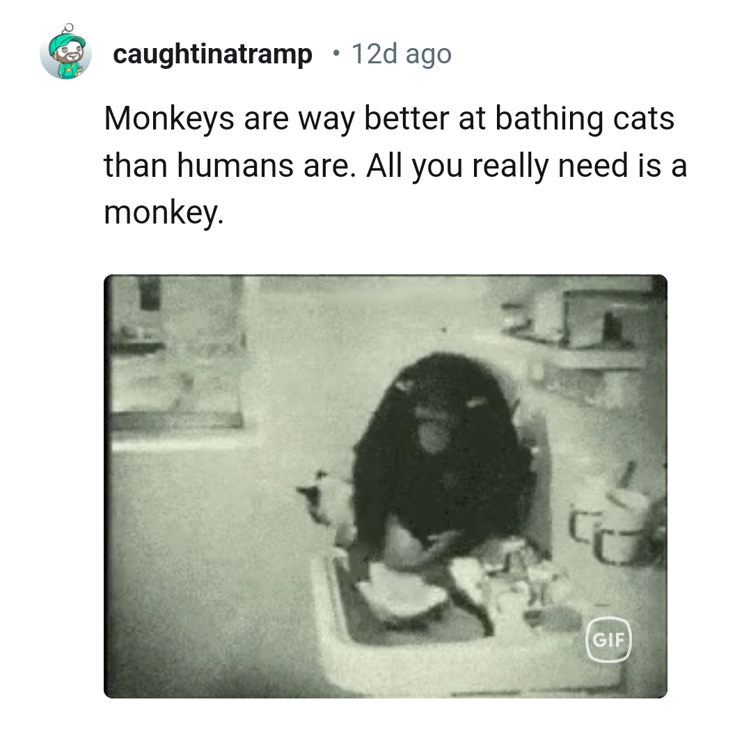All you have to do is get you a monkey