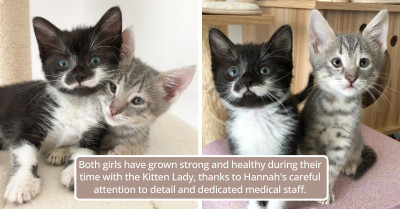 This Adorable Kitten Power Duo Will Steal Your Heart - Meet Spinach & Chickpea