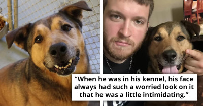 Dog Astonished After Finally Being Adopted Following 2,381 Days In The Shelter