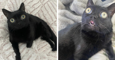 Jinx The Wide-Eyed Black Cat Inaugurated As Mayor Of Hell For A Day