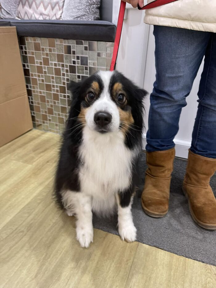 49. Lovely Doggy Came To Say Hi In Our Salon Yesterday