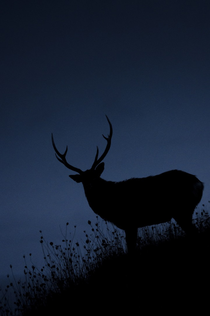 Found under the bright night sky