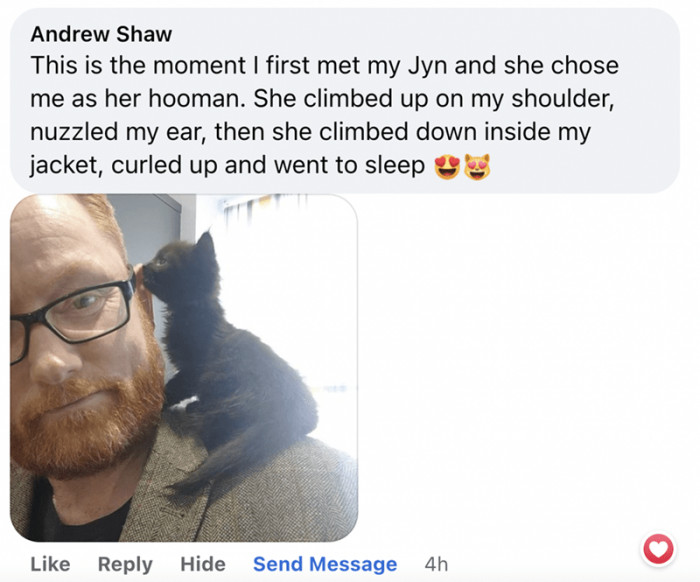 10. “Uhm, you seem nice. I’m your cat now. Take me home, feed me, and maybe, just maybe, you could get some cuddles in return.”