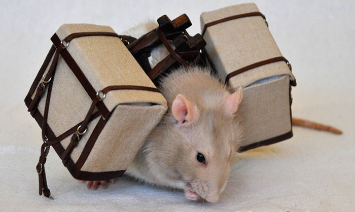 26. Hey human, if you don't give me treats, I'm leaving...